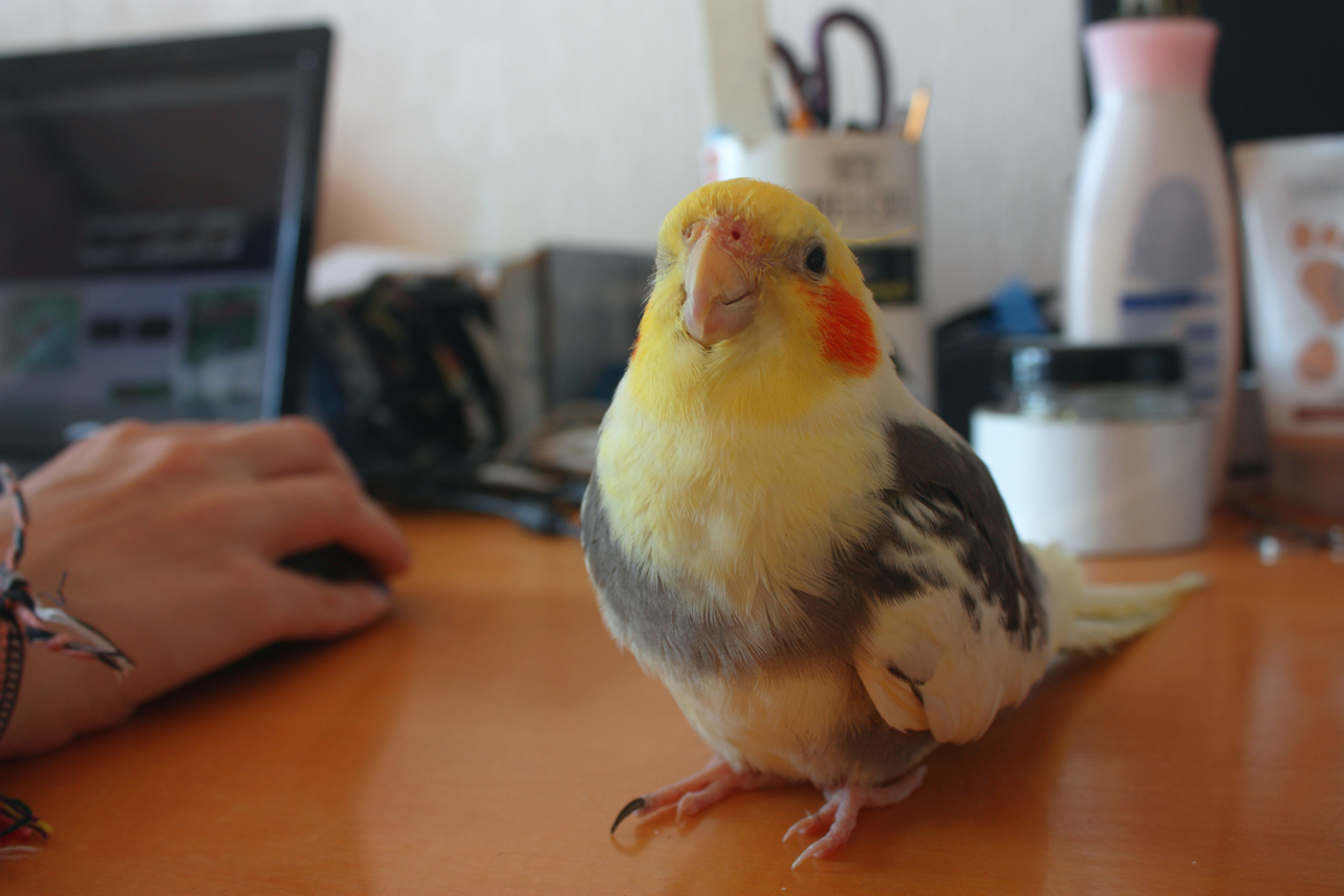 Pet bird cockatiel near human